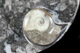 Round Fossil Goniatite Dish #73713-1
